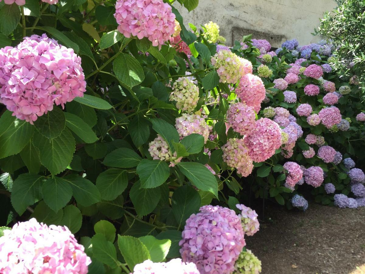 La Tour-sur-Orb Domaine De Brousson B&B 외부 사진
